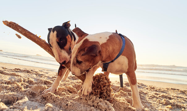 A dogs life, Sand sticks and sea.
