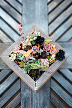 Square, Wood Planter Full Of Succulents On A Teak Table