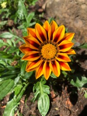 yellow dahlia flower