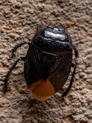 Burrowing Bug of the Subfamily Cydninae