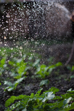 Watering a kitchen garden in the backyard.