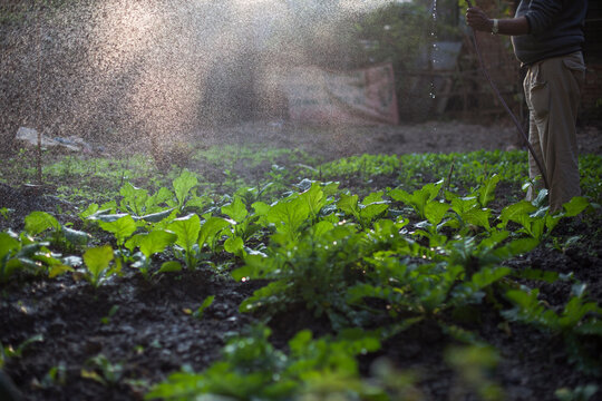 Watering a kitchen garden in the backyard
