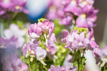 秋に植え付けて春に鑑賞するストックは優しい芳香のある花で咲いている期間が長く続きます