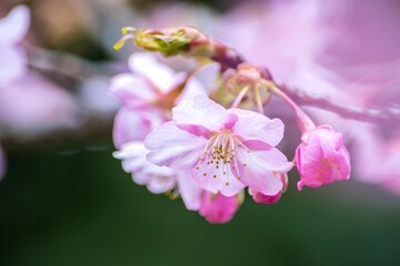 春はお花見、日本人が花といえばそれは桜です