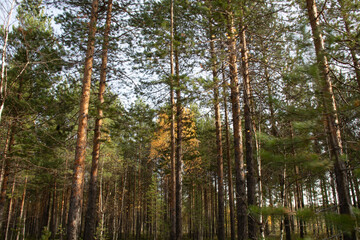 Fototapeta premium beautiful autumn landscape with natural multicolored trees