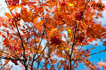 Autumn leaves and branches of mountain ash