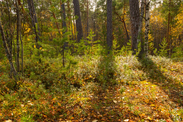 beautiful autumn landscape with natural multicolored trees