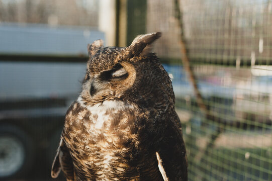 Great horned owl sitting in the sun