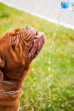Dog drinking water.
