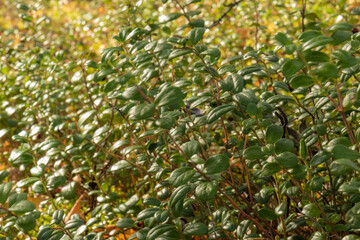 natural clearing with cranberry Bush and berries in the autumn forest