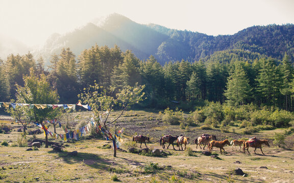 Morning Landscape in the Kingdom of Bhutan