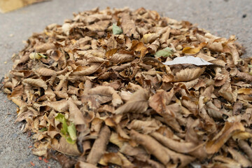 Pile of dry leaves swept together on car parking lot