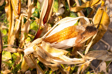 Dry corn cobs, seeds for future harvest, autumn garden work