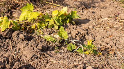 Garden beds with organic vegetables , green zucchini leaves close up, ripening zucchini in the village