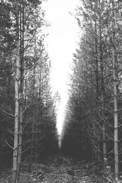Black and white image of tall pine trees. Strong sense of perspective.