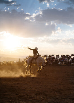 Cowboy riding wild horse at rodeo