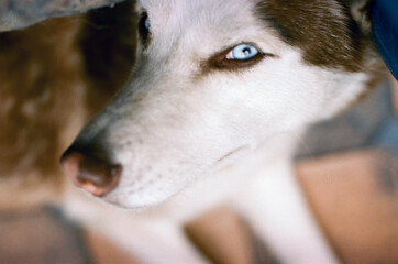 Portrait of dog husky