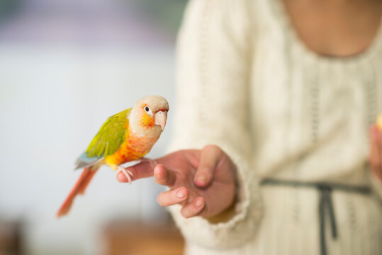 Close Up of Small Pet Parrot in Womans Hand