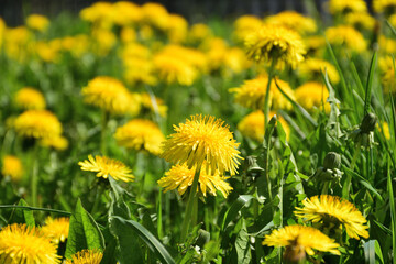 Spring field of flowering dandelions