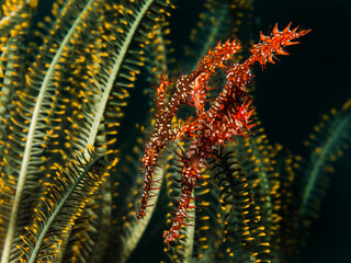 Colorful underwater macro photography