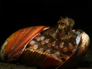 Colorful underwater macro photography