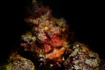 Fototapeta na wymiar Colorful underwater macro photography