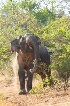Elephant at Yala