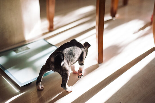 Bruce the Boston Terrier Pug