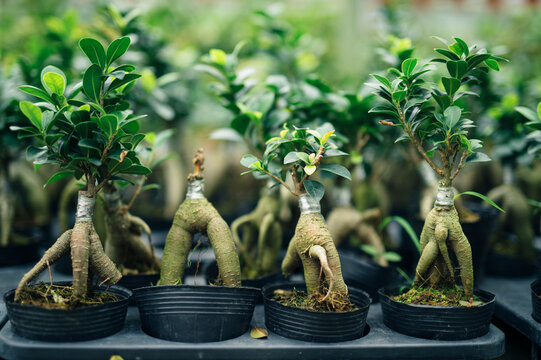 Row of bonsai