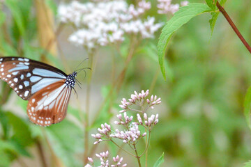 Obraz premium アサギマダラの飛来