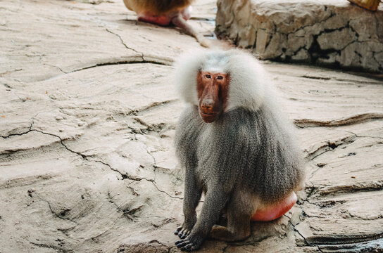 baboon