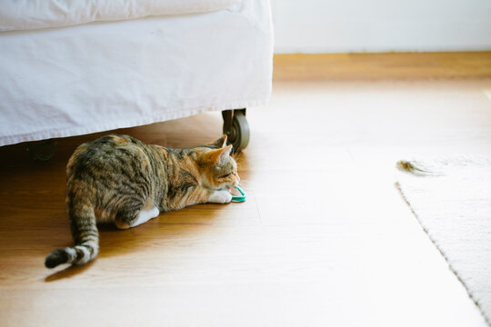A cat and her toy