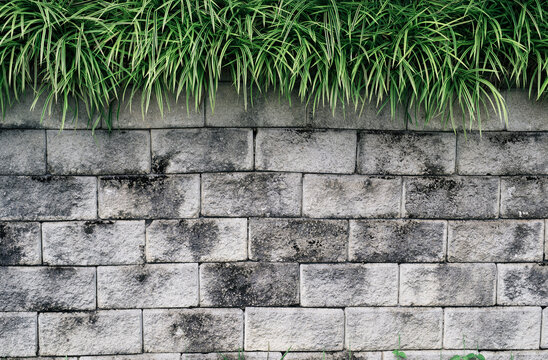 Lush grass on brick wall