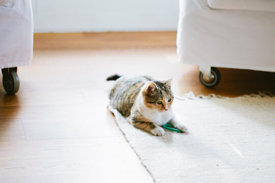 Lovely tortoiseshell cat lays holding in her hands elastic hair tie