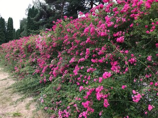 flowers in the garden