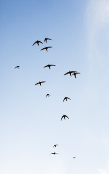 Summer swallows in flight