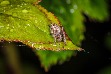 Small orb-weaver spider on a leaf in a garden during the rain