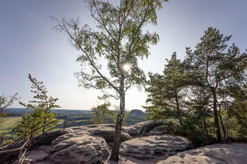 Sun rays shine through the leaves of the birch on the rocks