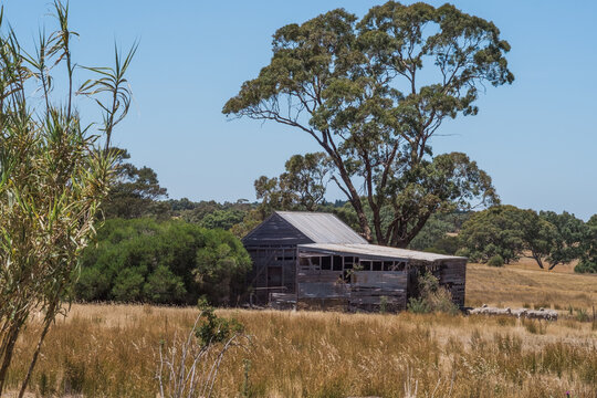 Iconic Aussie Shearing Shed in outback Australia