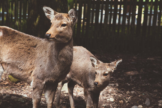 Two bashful deer
