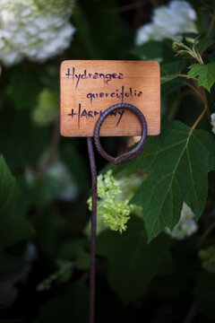 Botanical name handwritten on wooden tag amongst Hydrangea leaves and flowers