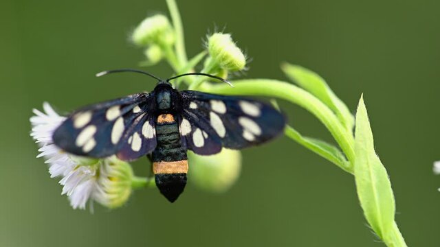 Nine-spotted moth on white flowers