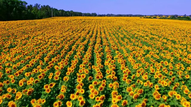 Top view onto agriculture  field with blooming sunflowers.  Beautiful aerial view above to the sunflowers field.  Summer landscape with big yellow farm field with sunflowers. CINEMATIC SHOOTING.