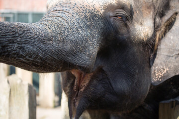 Asian female elephants beg for food at a zoo in Liaoning, China
