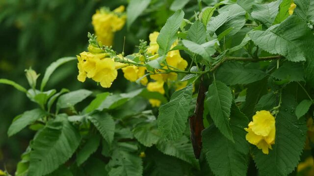 beautiful bunch of yellow elder flower on tree. (tecoma stans) yellow trumpetbush