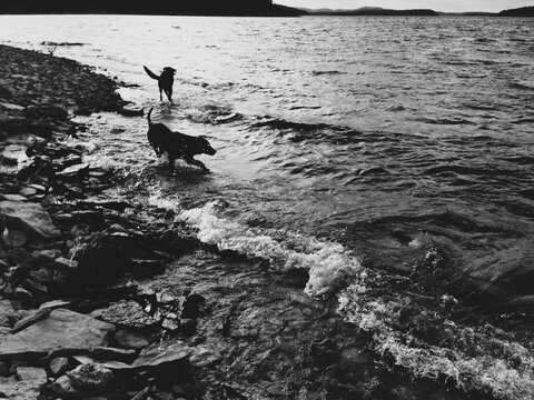 Dogs Playing on the Lake Shore