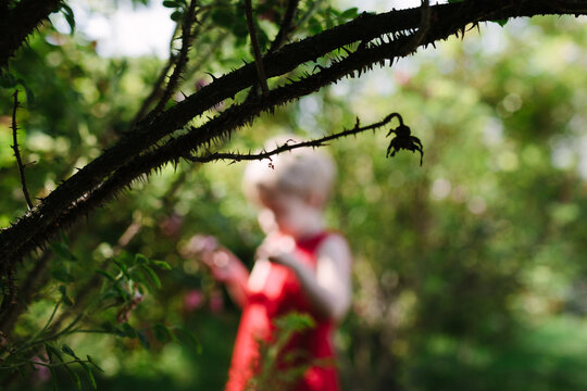 A thick thorny branch from a rose bush with a little girl in a red dress seen OOF behind it.