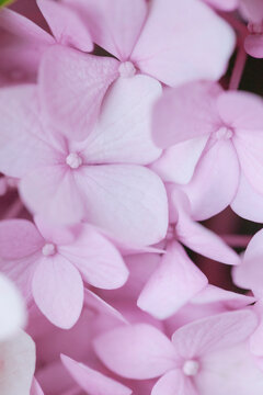Close up of pink Hydrangea cluster flower