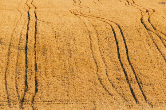 Vehicle tracks through a field of wheat on a farm