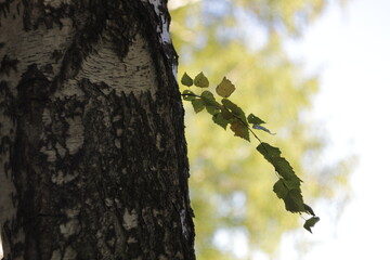Tree texture for the background. Without treatment